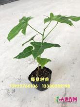 澳洲火焰树